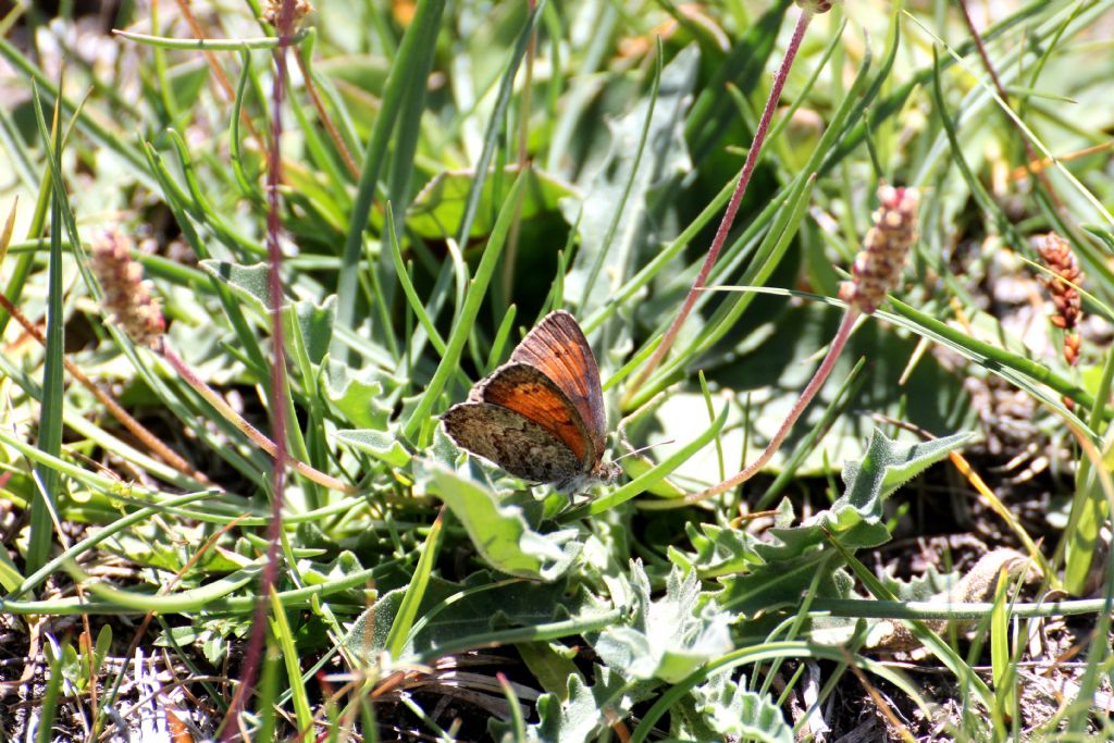 Erebia pandrose?